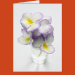 blossom, blue, bright, clear, color, colorful,