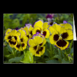 Pansies Card cards