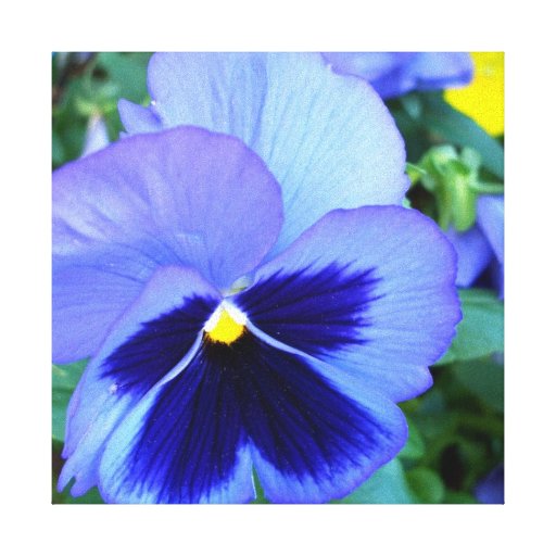 Pansies CricketDiane Photographic Floral on Canvas Stretched Canvas Prints