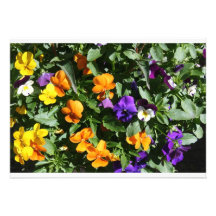 Pansies Custom Invitation