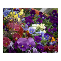Pansies in a Wheelbarrow Print