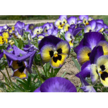 Pansies on Parade card