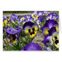 Pansies on Parade cards