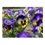 Pansies on Parade Post Card