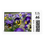 Pansies on Parade Postage Stamps