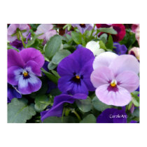 "Pansies Purple Lavender & Blue" Poster posters