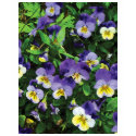 Pansies shirt