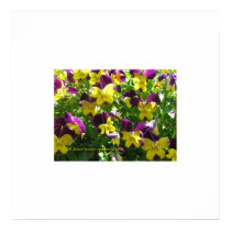 Pansies with Quote Poster posters