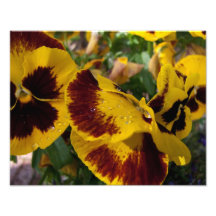 Pansies with Water Droplets Photo