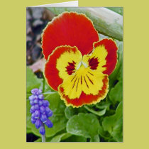 Pansy and friend cards