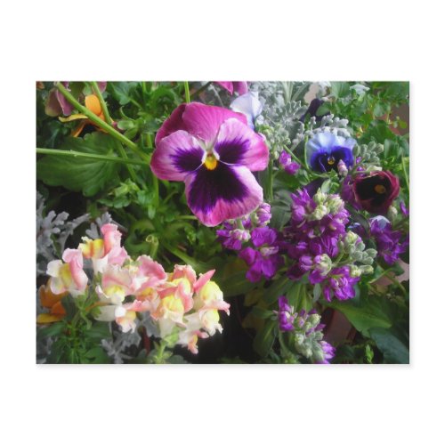Pansy and Friends postcard postcard