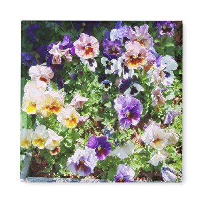 pansy bed fridge magnet by minx267