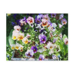 pansy bed post cards