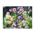 pansy bed postcards by minx267 pansy bed postcards