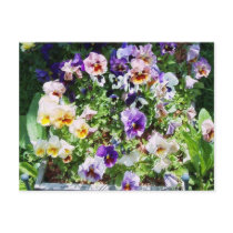 pansy bed postcards