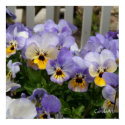 "Pansy Blues Fence" Art Poster posters