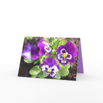 Pansy cards
