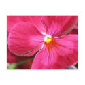 Pansy Fairy postcards by OurEnchantedGarden Pansy Fairy postcards