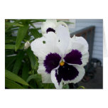 Pansy Flower Cards