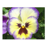 Pansy Flower Pictures Postcard