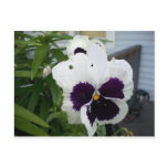 Pansy Flower Postcards