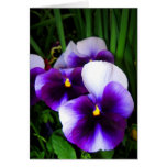 Pansy flowers - Card