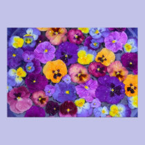Pansy flowers floating in bird bath with dew posters