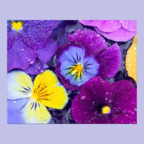Pansy flowers floating in bird bath with dew posters
