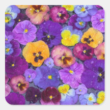 Pansy flowers floating in bird bath with dew sticker