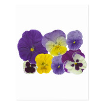 pansy flowers post card