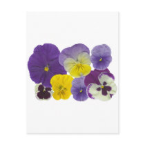 pansy flowers postcards