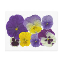 pansy flowers postcards