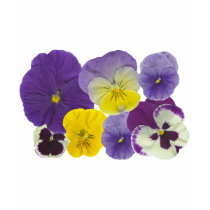 pansy flowers t-shirts