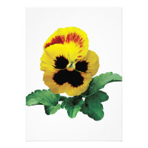 Pansy Love You This Much Cards