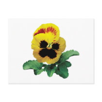 Pansy Love You This Much postcards