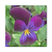 Pansy Magnets by wingedturtle Pansy Magnets