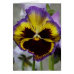 Pansy notecard