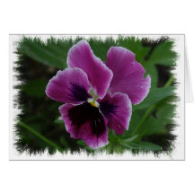 Pansy Pictures Greeting Card