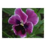Pansy Pictures Invitation