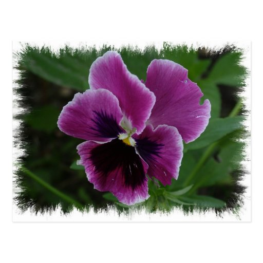 Pansy Pictures Postcard