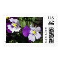 Pansy Portraits postage