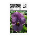 Pansy postage
