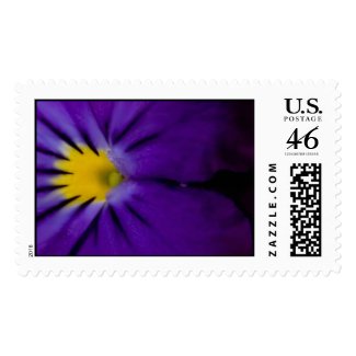 Pansy Postage stamp