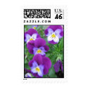 Pansy Postage Stamp by HessyLu Pansy Postage Stamp