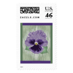 Pansy Postage Stamp