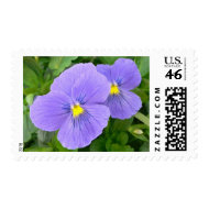 Pansy Postage Stamp stamp