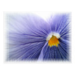 Pansy Postcard