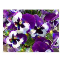 Pansy Postcard