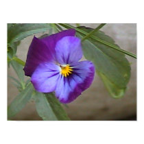 Pansy posters