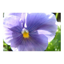 pansy posters